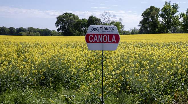 canola field