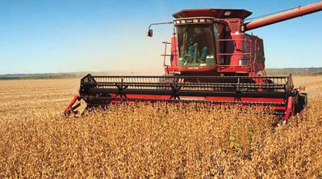 Harvesting soybeans